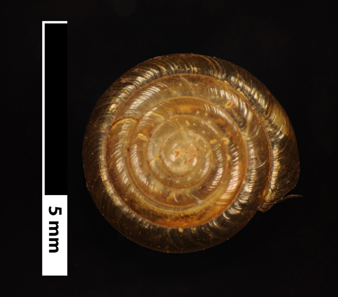 V. coelaxis